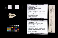 Foto (Objekt + Etikett) von Cycloprosopon sp.  (NHMW-GEO-1990-0041-0404)